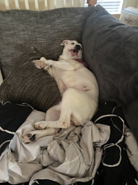 a white bulldog laying on top of a bed